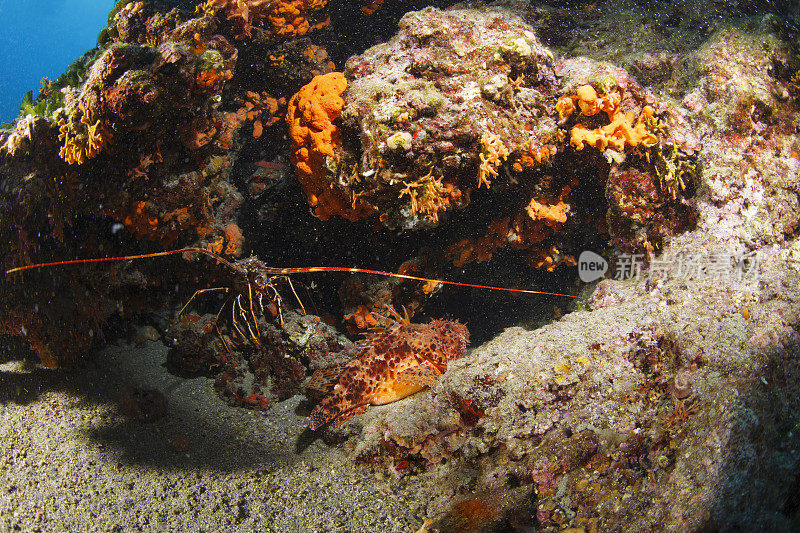 龙虾和红蝎子鱼(Scorpaena scrofa)海洋生物水下海星水肺潜水员的观点